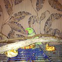 ���� ������, ����������, 45 ��� - ��������� 20 ������� 2012 � ������ ���� ����������