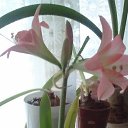 ���� ����! ���, ������������, 52 ���� - ��������� 29 ������� 2010 � ������ �������