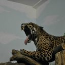 ���� �������, �������, 46 ��� - ��������� 16 ������� 2011 � ������ ���� ����������