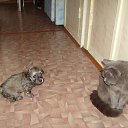  ( ), , 39  -  16  2013    