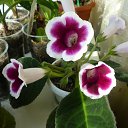 Avanti viol &amp; white �� ������� ���� ���������