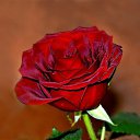 ���� Svetlaych&k(����� ����), ������, 51 ��� - ��������� 7 ���� 2012 � ������ �������