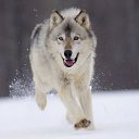 ���� �������, ������������, 41 ��� - ��������� 22 ������� 2011 � ������ ���� ����������