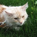 ���� ������, ���������, 62 ���� - ��������� 10 ���� 2012