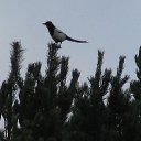  , , 45  -  22  2009   .