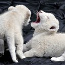 ���� ������, ������������, 65 ��� - ��������� 12 ������� 2011 � ������ ���� ����������