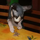 ���� ��������, �����������, 62 ���� - ��������� 20 �������� 2011 � ������ �������