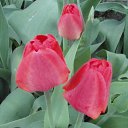 ���� Yiwangna***, ������ - ��������� 14 ��� 2013 � ������ ���������� ����� �������...�