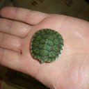 ���� ������, ������, 45 ��� - ��������� 26 ������� 2010 � ������ �������