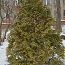 ���� Oldman, ������������ - ��������� 29 ����� 2012 � ������ ���������)�