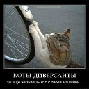 ���� Roli, ��������, 53 ���� - ��������� 26 ���� 2011 � ������ �3�