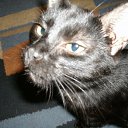   ~~[{Mistre$$ Of Poker}]~~ ,  -  18  2011   PetLove