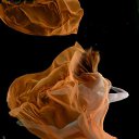 ���� ������, ������, 68 ��� - ��������� 13 ������ 2012 � ������ ���� ����ɻ