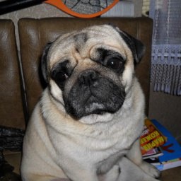 ������ ������, �����-���������, 48 ���