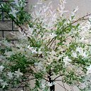 ���� Kisa, ��������������, 42 ���� - ��������� 18 ������ 2010 � ������ �������