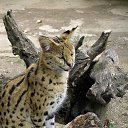 ���� ����� - ���������� ��������!!!, �����������, 56 ��� - ��������� 26 ������ 2009 � ������ �������