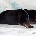 male &quot;thread turquoise&quot; - 7 days old
,            