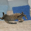 ���� Meritaton, ����, 47 ��� - ��������� 31 ������� 2009 � ������ �������������)) ���....�