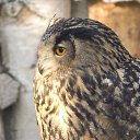 ���� �������, ������������, 62 ���� - ��������� 15 ������ 2013 � ������ ���� ����������