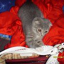  ,  , 33  -  27  2011    