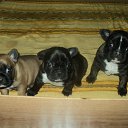 ���� ���������, �����������, 43 ���� - ��������� 11 ������ 2012 � ������ �_.-;(*,!,*);-,_�