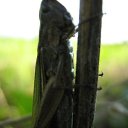 ���� �������, ��������, 37 ��� - ��������� 2 ������ 2009 � ������ ������ � �����