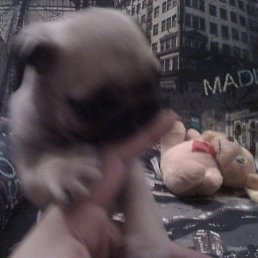 ���� ��������, �����-���������, 58 ��� - ��������� 20 ����� 2011