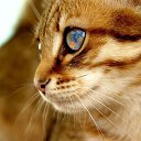 ���� ��������, ���� - ��������� 14 ������ 2012 � ������ ����