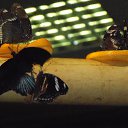 ���� ����, �����-���������, 57 ��� - ��������� 6 ������ 2011 � ������ ���� �������