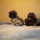 ���� ����, �����-���������, 41 ��� - ��������� 20 ����� 2011 � ������ ���� � �����