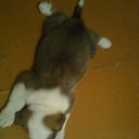 ���� ����, �����������, 37 ��� - ��������� 12 ��� 2013 � ������ ���� ����������