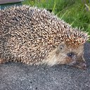 ���� �������, ���������, 69 ��� - ��������� 18 ������� 2011 � ������ ����