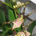   &quot;&quot;-&quot; ))))    