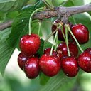  ~~Irene,  -  22  2012    