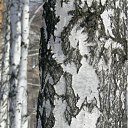 ���� �������, ������������ - ��������� 12 ������� 2011 � ������ ���������� ����