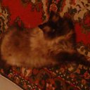 ���� ����, ������, 64 ���� - ��������� 1 ������� 2011 � ������ �������