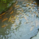 ���� ���������, ��������, 70 ��� - ��������� 14 ��� 2012 � ������ �������