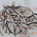 ���� ���������, �����, 53 ���� - ��������� 19 ������� 2013 � ������ ���� ����������