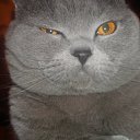 ���� ������, ������, 49 ��� - ��������� 22 ���� 2011 � ������ �PetLove�
