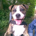���� Krappy, ������, 57 ��� - ��������� 9 ������ 2012 � ������ �Vogelbeen�