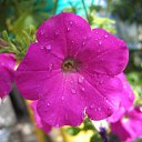 ���� Xameleon, ������, 42 ���� - ��������� 19 ������ 2009 � ������ �������, ������, ������ ���� �� ����������