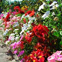 ���� �����, �������, 44 ���� - ��������� 17 ��� 2010 � ������ ������ � ���� ����