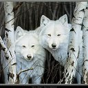 ���� "@����", �����-���������, 25 ��� - ��������� 26 ��� 2010 � ������ �����Ȼ