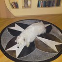 �������� � ������ �� ������� �PetLove�