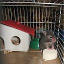 ���� (=����������=), ������, 31 ��� - ��������� 9 ������ 2012 � ������ �������(����) ��� ���� R.I.P.�