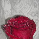  , - -  16  2009   Rose