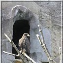   (Paolo Genua),  -  29  2009    