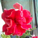 ���� ���������, �����������, 49 ��� - ��������� 5 �������� 2011 � ������ ������)))�