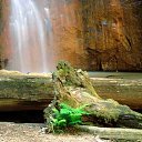 Berry Creek Falls, Big Basin   