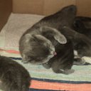 ���� ����_����� ������ ���� ���-��..., �������� - ��������� 28 ���� 2013 � ������ ������� � ��